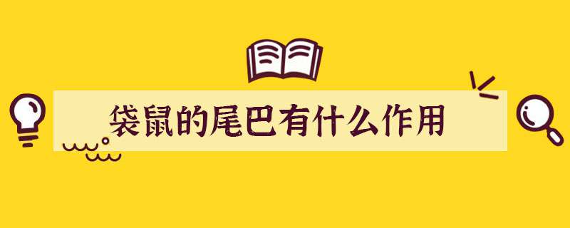 袋鼠的尾巴有什么作用