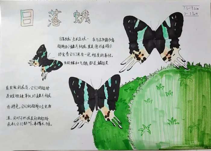 最简单的自然笔记手抄报图片