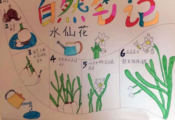 最简单的自然笔记手抄报图片