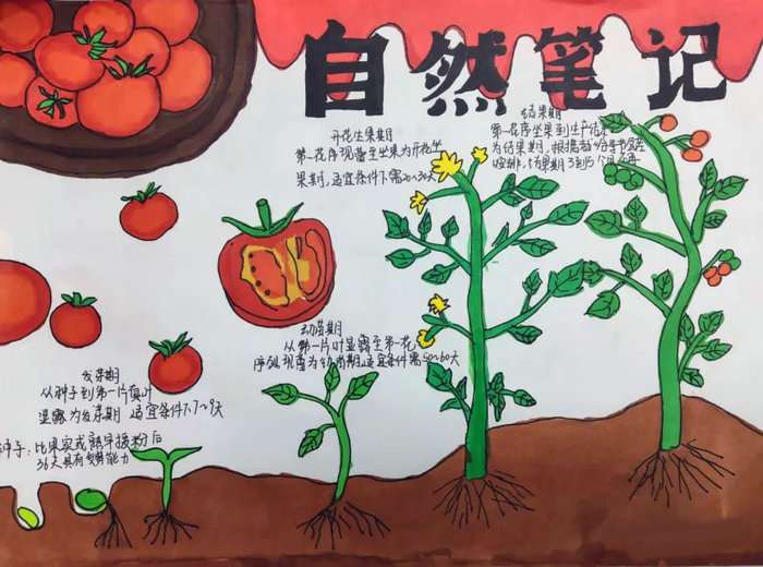 最简单的自然笔记手抄报图片