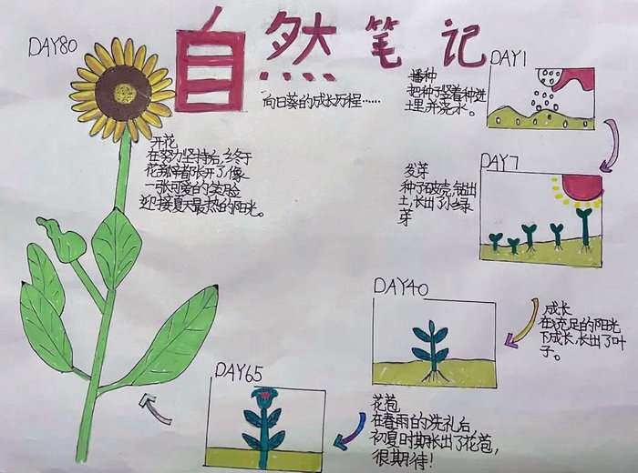 最简单的自然笔记手抄报图片