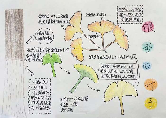 最简单的自然笔记手抄报图片