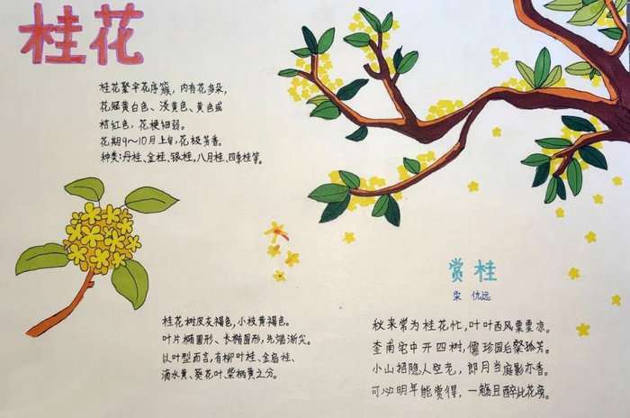 最简单的自然笔记手抄报图片