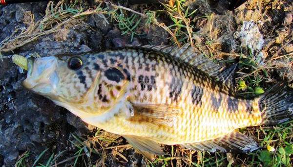 孕妇可以吃野生石斑鱼吗