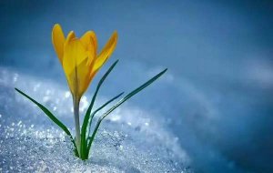 感动作文500字六年级