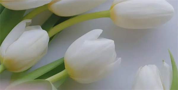 三八节独立且优雅的女神文案