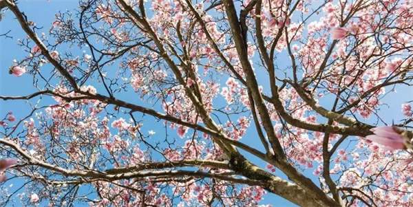 适合春游踏青的朋友圈文案