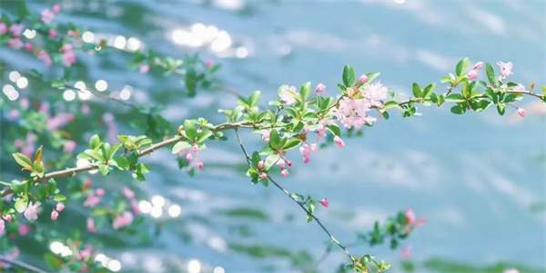 适合春游踏青的朋友圈文案