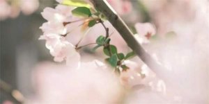 适合春游踏青的朋友圈文案