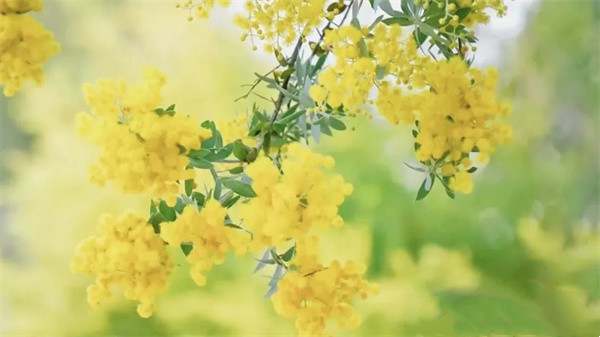 适合春天出游的快乐文案