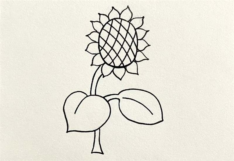 向着太阳的向日葵简笔画图片教程