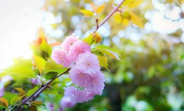 30首关于春分的经典古诗词