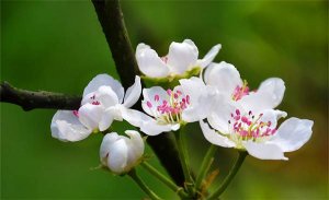 春分时写“春”的唯美文案