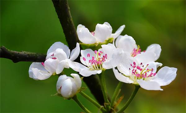 春分时写“春”的唯美文案