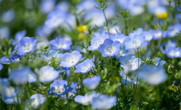 春分时写“春”的唯美文案