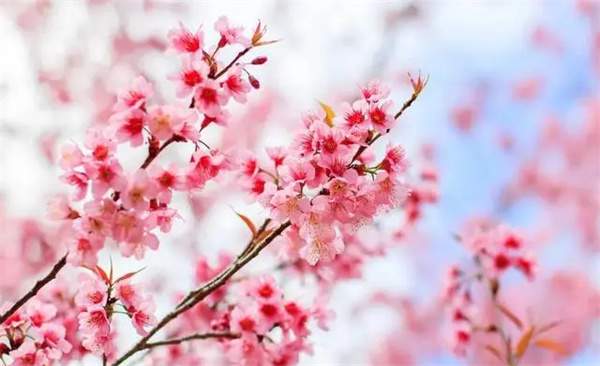 春分时写“春”的唯美文案