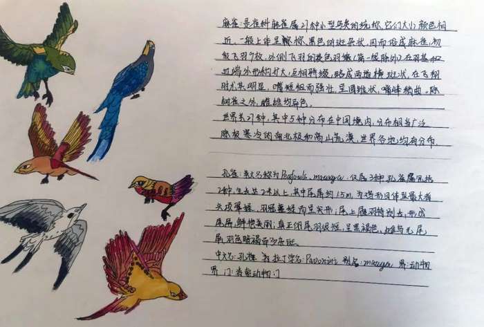 介绍自己喜欢的鸟类手抄报