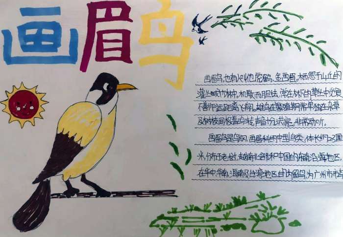介绍自己喜欢的鸟类手抄报
