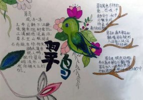 介绍自己喜欢的鸟类手抄报（精选8张）