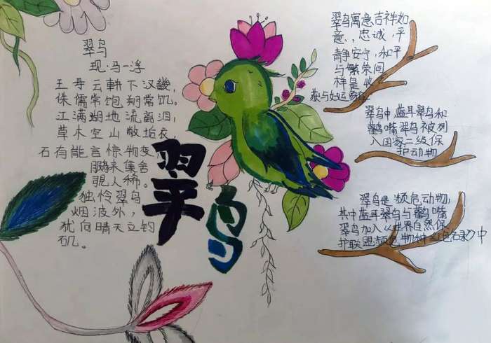 介绍自己喜欢的鸟类手抄报
