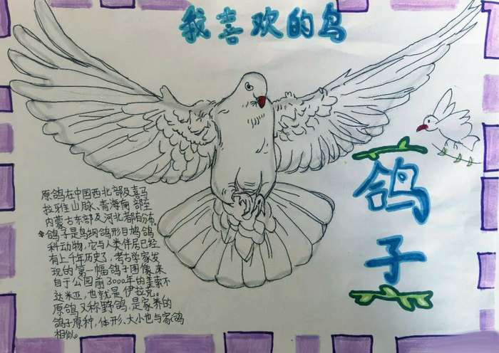 介绍自己喜欢的鸟类手抄报