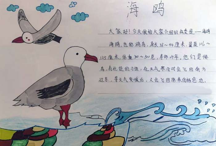 介绍自己喜欢的鸟类手抄报