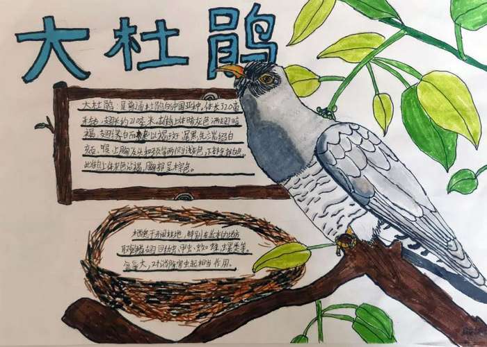 介绍自己喜欢的鸟类手抄报