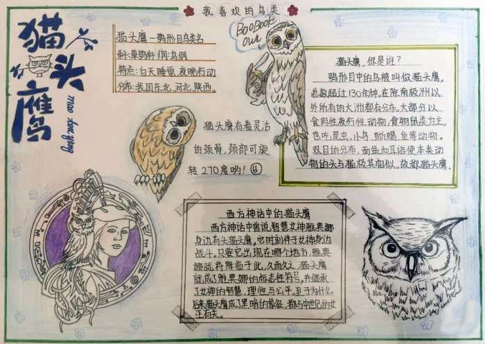 介绍自己喜欢的鸟类手抄报