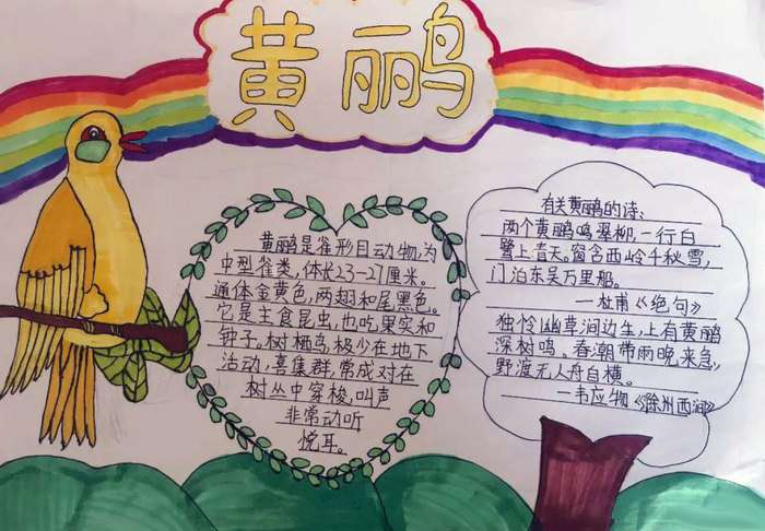 介绍自己喜欢的鸟类手抄报