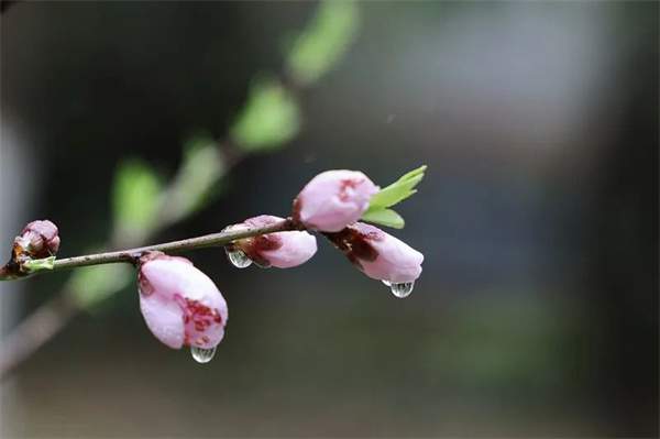 18个描写春天的成语，送你笔底春风