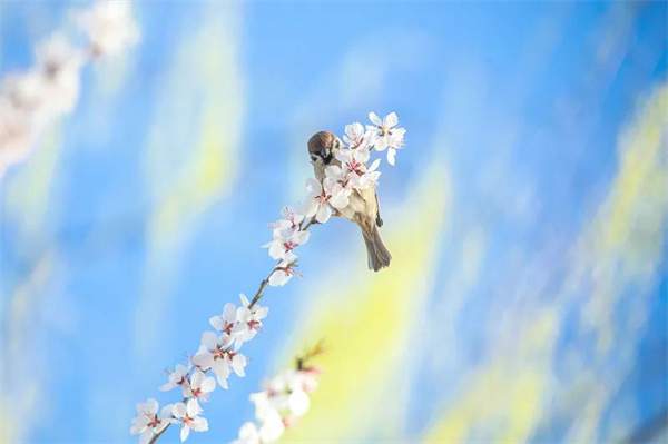 18个描写春天的成语，送你笔底春风