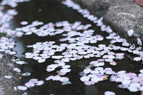 18个描写春天的成语，送你笔底春风