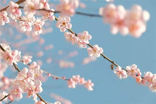 18个描写春天的成语，送你笔底春风