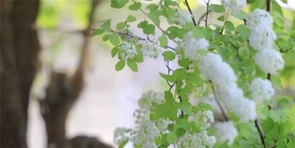 适合四月的清明文案