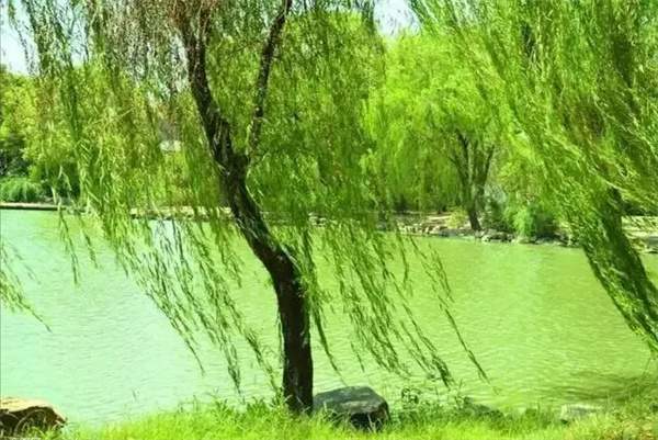 幼儿园大中小班清明节活动教案