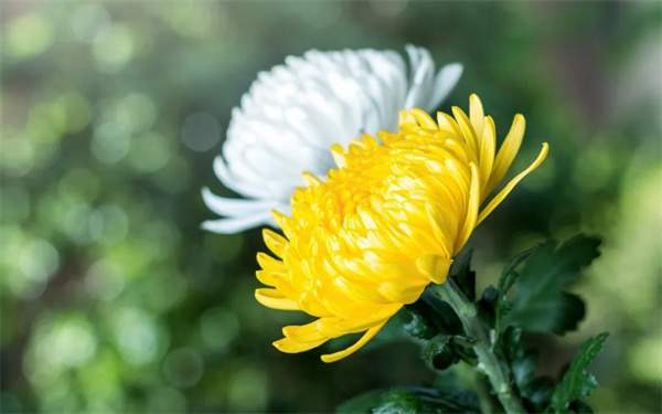 幼儿园2024年清明节放假通知及注意事项