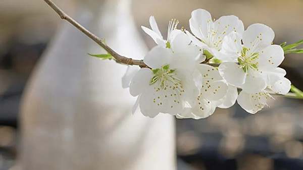 清明那天一定要这样发朋友圈文案