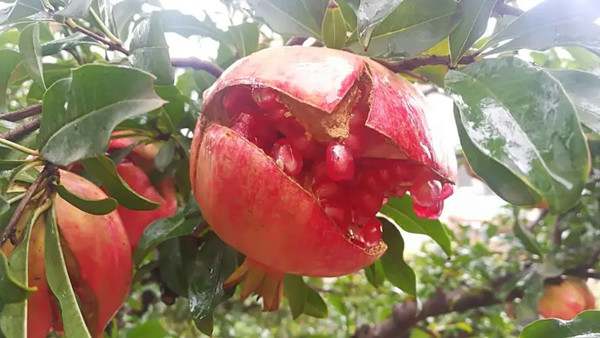 五感法的写作思路，让水果状物作文出亮点