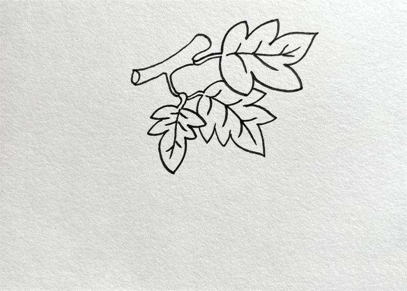 葡萄简笔画图片教程简单