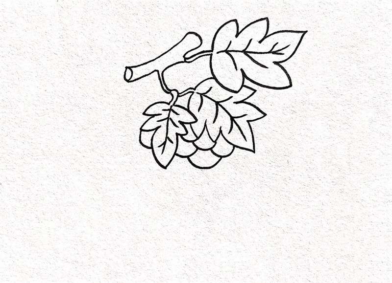 葡萄简笔画图片教程简单
