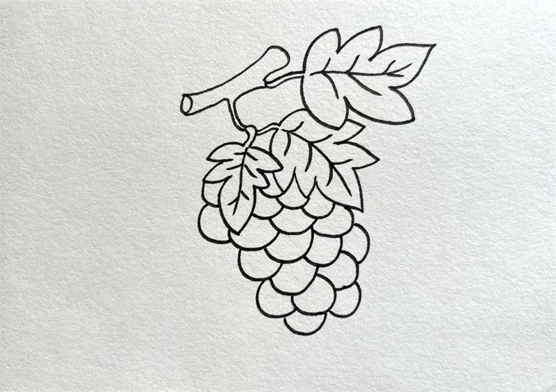 葡萄简笔画图片教程简单