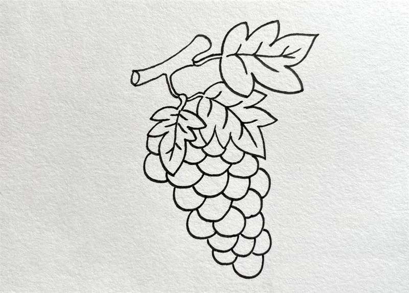 葡萄简笔画图片教程简单