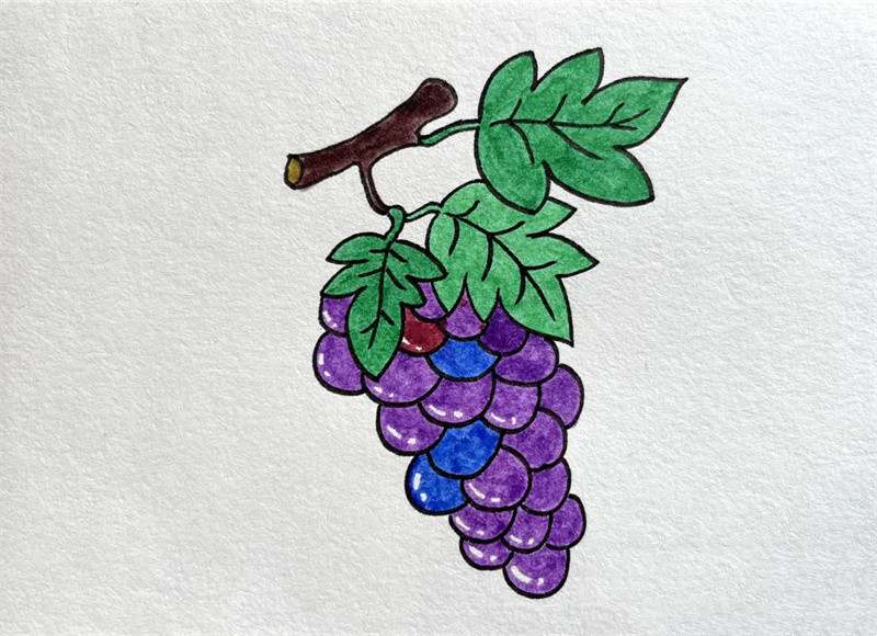 葡萄简笔画图片教程简单
