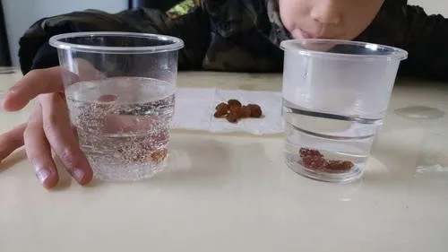 幼儿园中班科学教案《葡萄干跳舞的秘密》及反思