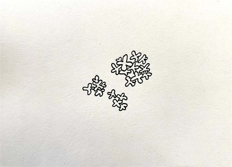 桂花简笔画图片教程简单