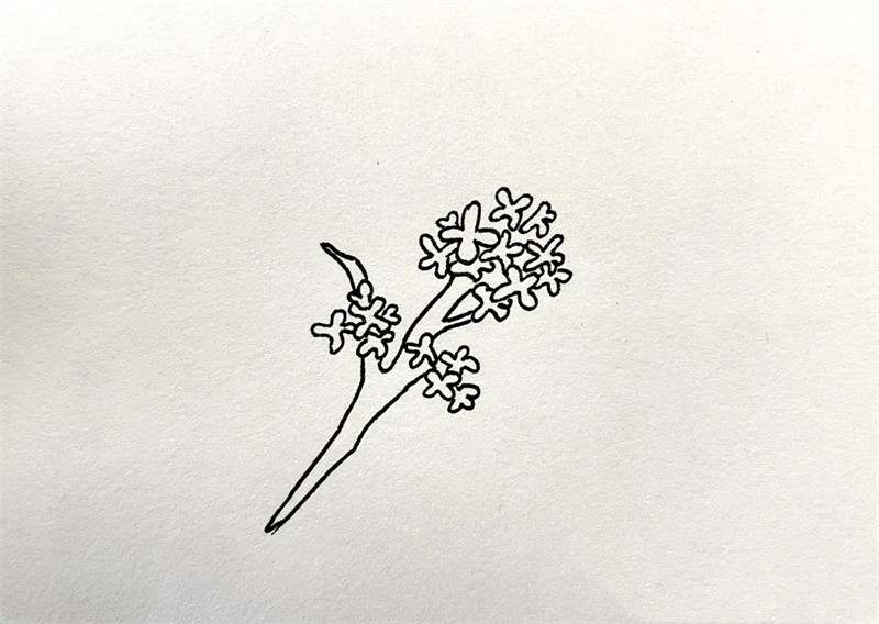 桂花简笔画图片教程简单