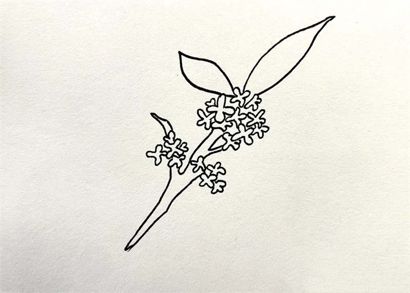 桂花简笔画图片教程简单