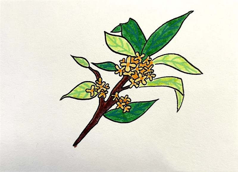 桂花简笔画图片教程简单