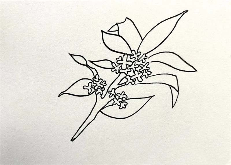 桂花简笔画图片教程简单