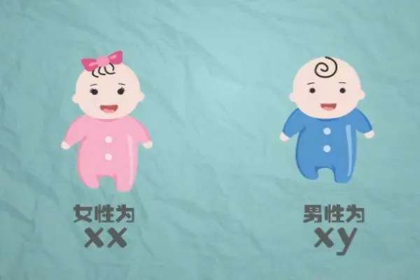 超准的生男生女计算器